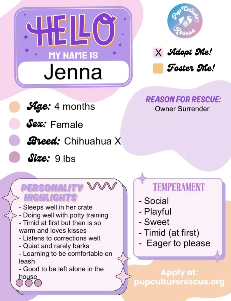 A baby small-sized female Chihuahua dog named Jenna for adoption in Pasadena, CA