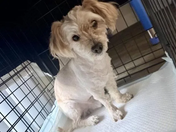 An adult small-sized male Terrier dog named Ricky for adoption in Glendale, AZ