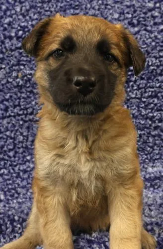 A baby large-sized male Shepherd dog named Oscar for adoption in Thief River Falls, MN