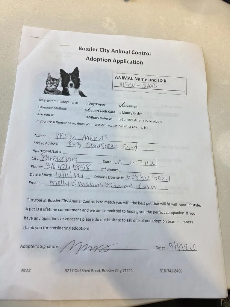 An adult large-sized female Domestic Short Hair cat named Jester for adoption in Bossier City, LA