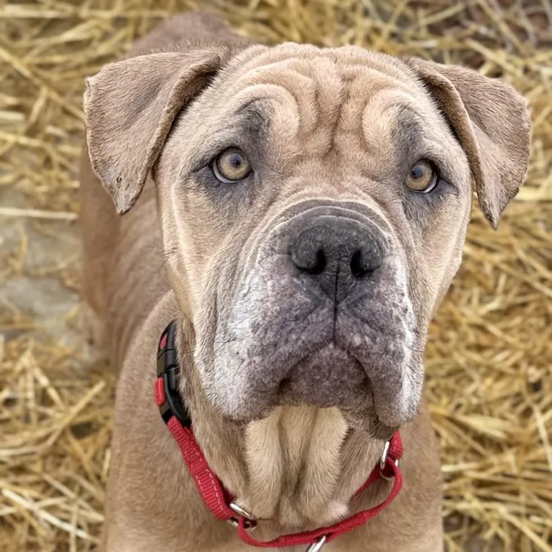 A young medium-sized female Apricot / Beige Mixed Breed dog named Annie for adoption in Warren, OH