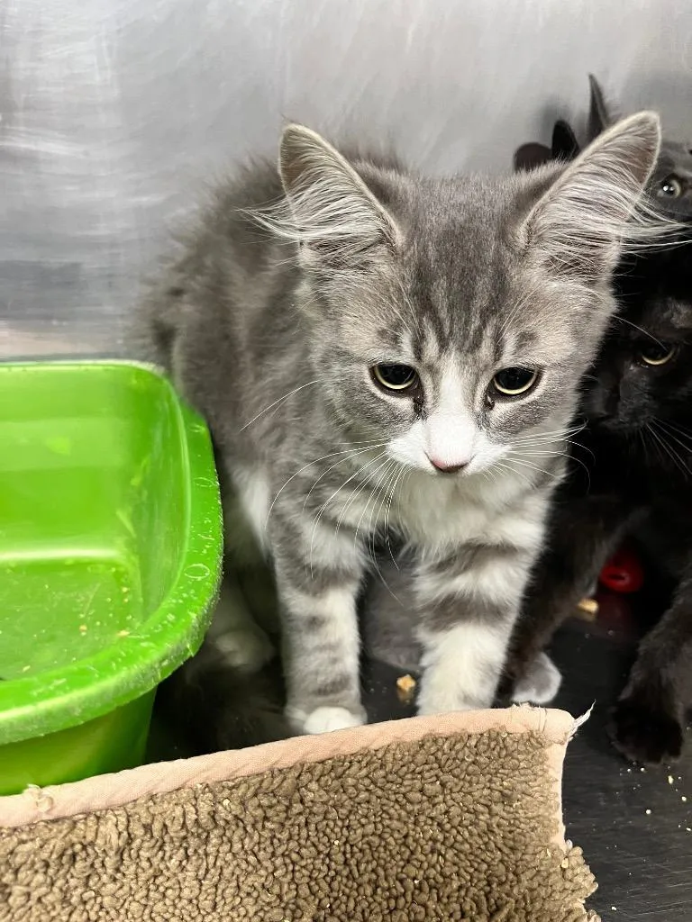 A baby medium-sized male Domestic Short Hair cat named Mist for adoption in Hopkinsville, KY