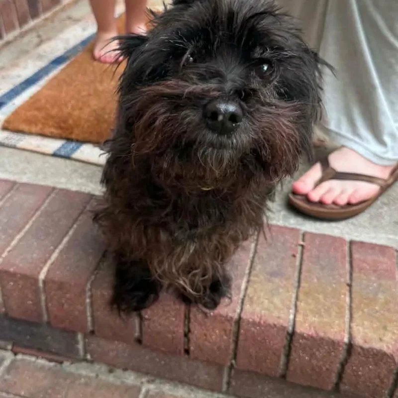 A senior small-sized male Black Cairn Terrier dog named Zeke for adoption in Chantilly, VA