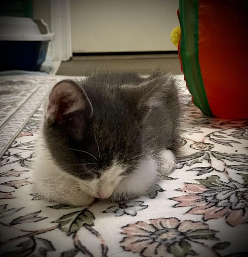 A baby small-sized male Domestic Medium Hair cat named Oliver Winston III for adoption in Liverpool, TX