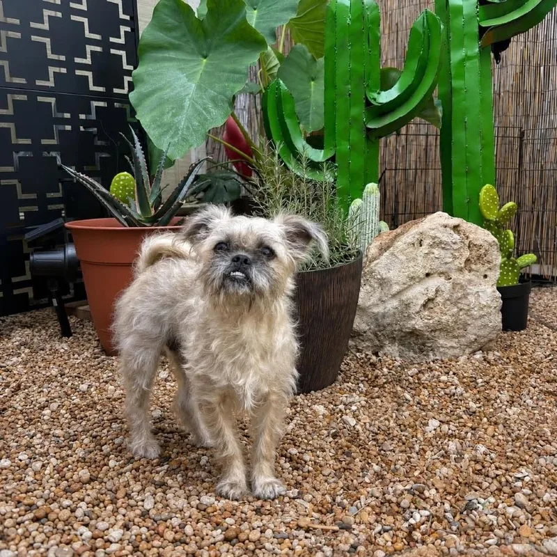 An adult small-sized female White / Cream Shih Tzu dog named Alessandra for adoption in Bastrop, TX