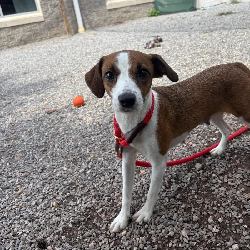 An adult small-sized female Red / Chestnut / Orange Jack Russell Terrier dog named Doubloon for adoption in York, PA