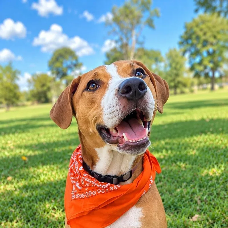 A young medium-sized male Labrador Retriever dog named Charlie for adoption in Humble, TX