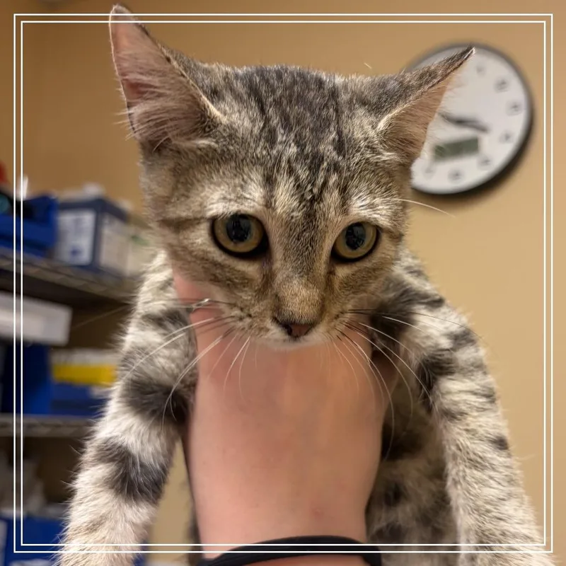 A baby small-sized male Gray / Blue / Silver Domestic Short Hair cat named FWT Ned for adoption in Midland, TX