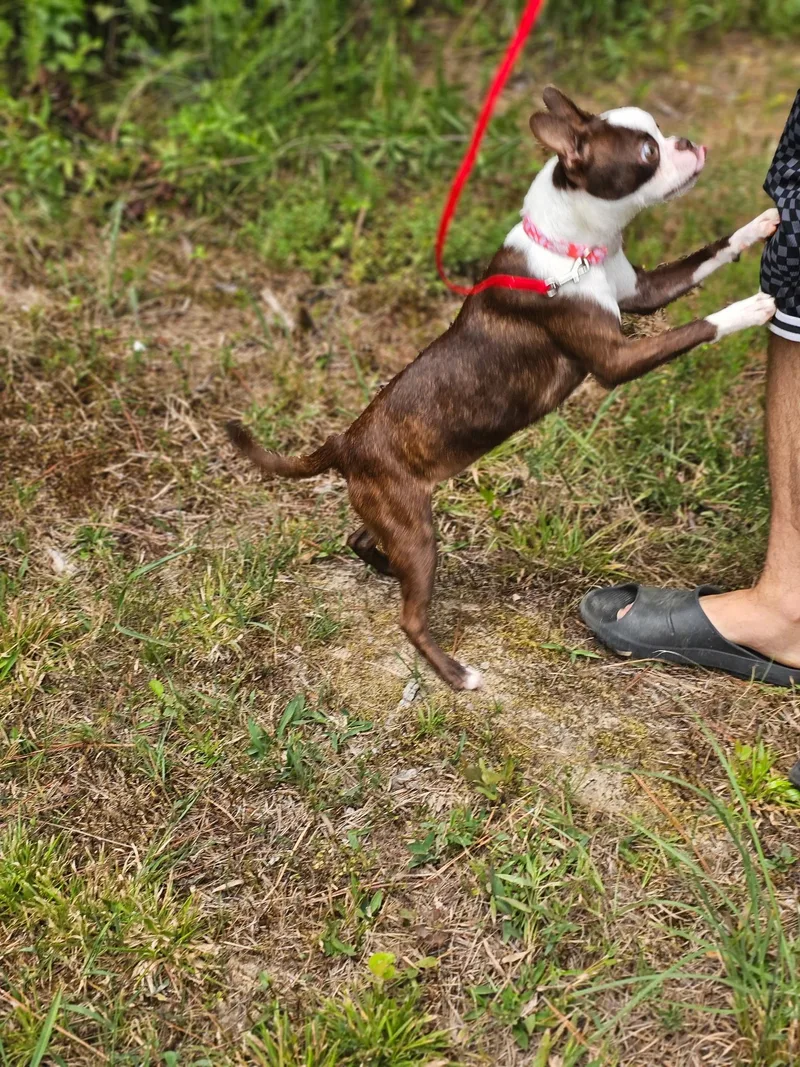 A young small-sized female Brindle Boston Terrier dog named Lilly for adoption in Newfoundland, NJ