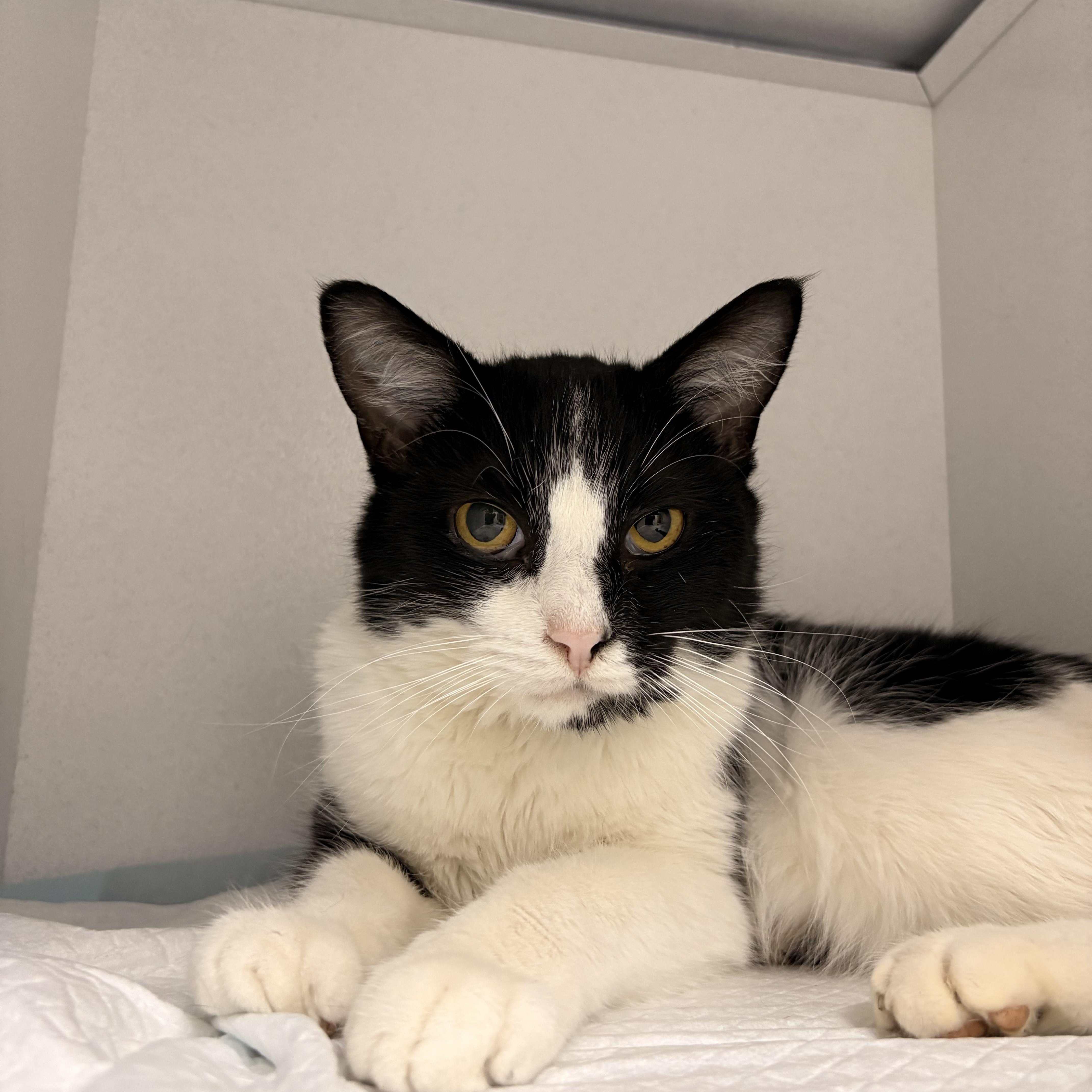 An adult medium-sized male Black & White / Tuxedo Domestic Short Hair cat named Domino for adoption in White Oak, PA