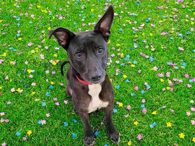 A young medium-sized female American Staffordshire Terrier dog named Valerie for adoption in Fort Lauderdale, FL