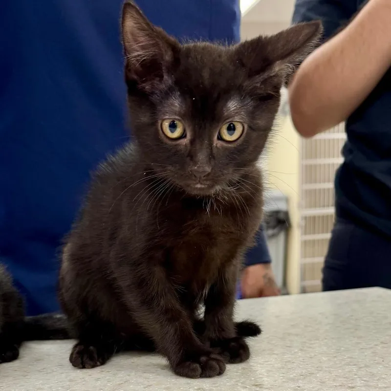 A baby small-sized female Black Domestic Short Hair cat named Downy for adoption in Wantagh, NY