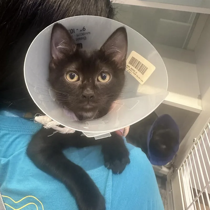 Downy thumbnail 2