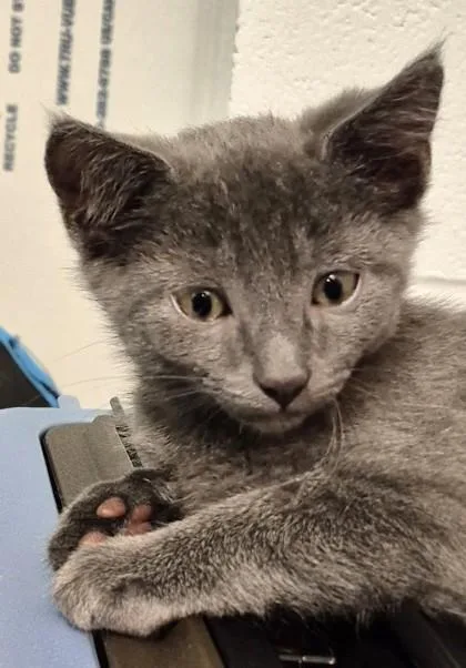 A young small-sized male Domestic Short Hair cat named Luke for adoption in New Hope, PA