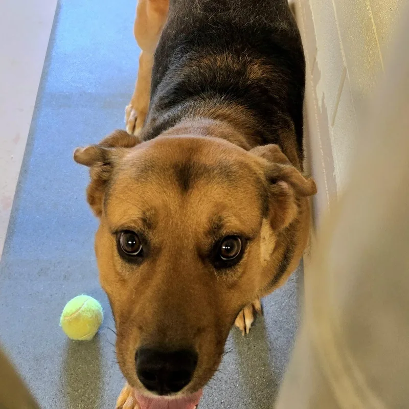 An adult medium-sized male Black Hound dog named Patrick for adoption in Danville, VA