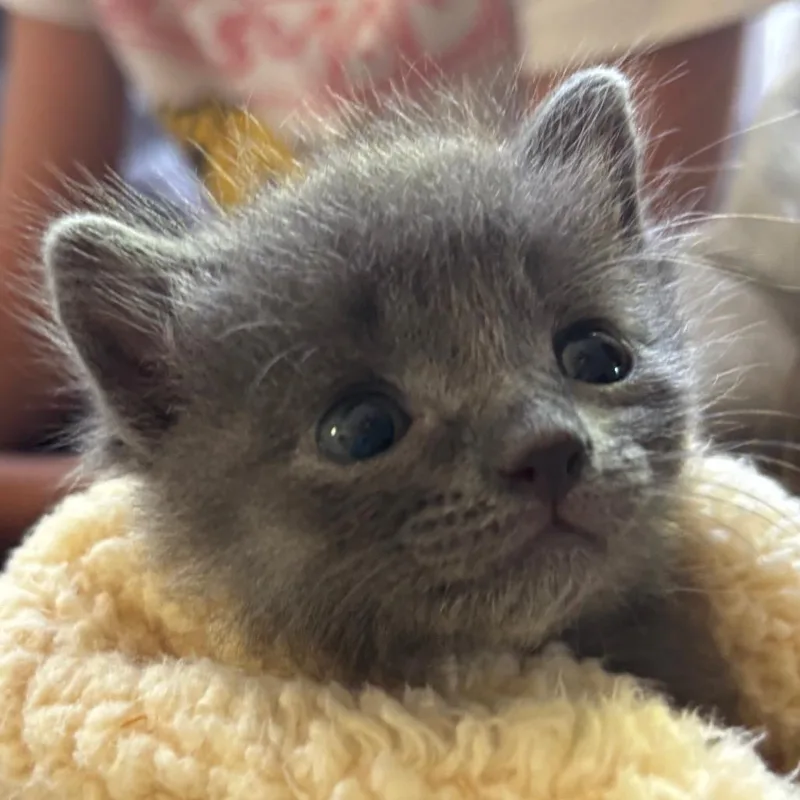 A baby small-sized male Gray / Blue / Silver Domestic Short Hair cat named Gaston for adoption in Tustin, CA