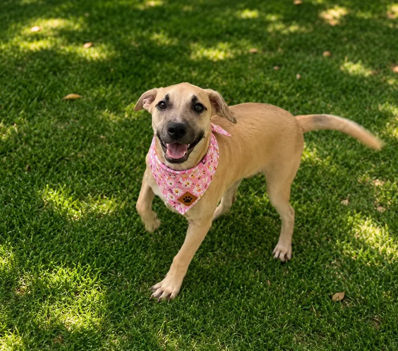 A baby medium-sized female Brown / Chocolate Shepherd dog named Ramen for adoption in Phoenix, AZ