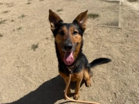 An adult medium-sized male German Shepherd Dog dog named Azul for adoption in Los Angeles, CA