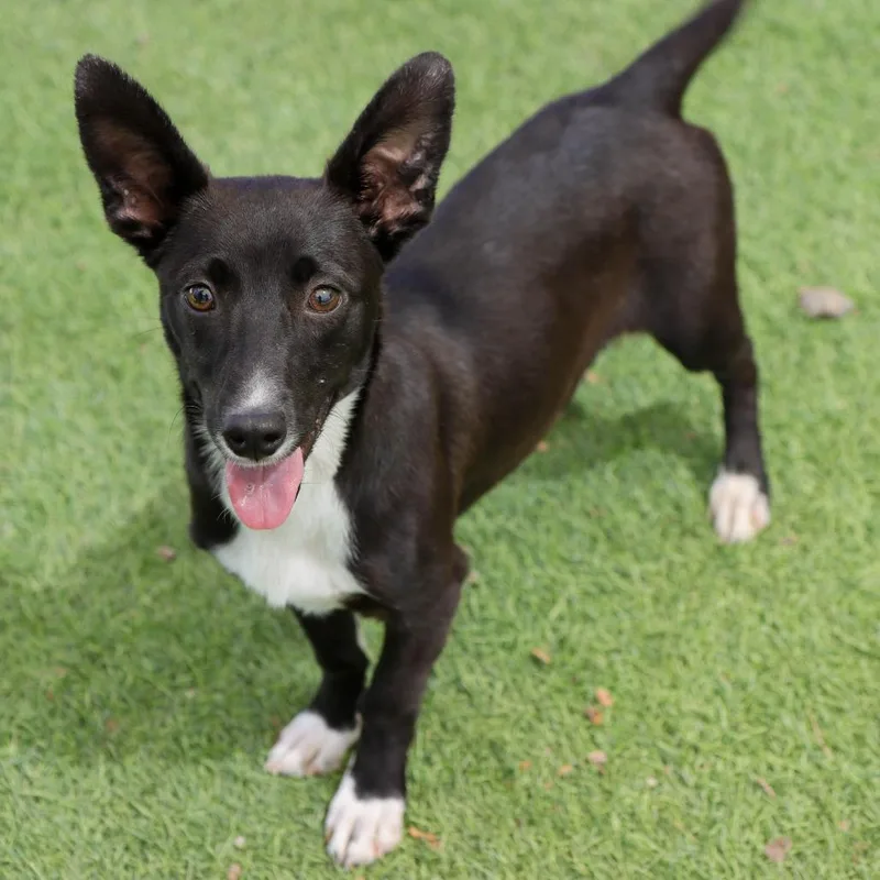 A young small-sized male Black Chihuahua dog named Blitz for adoption in Ojai, CA