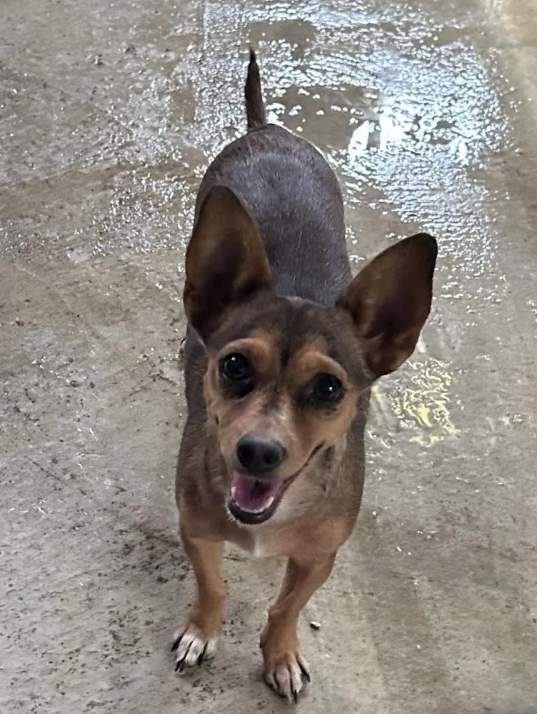 An adult small-sized female Tricolor (Brown, Black, & White) Chihuahua dog named Silk for adoption in Manhattan, NY