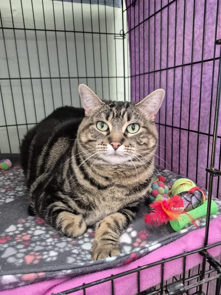 An adult large-sized female Domestic Short Hair cat named Essa for adoption in Wild Rose, WI