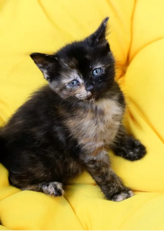 A baby medium-sized female Tortoiseshell Domestic Short Hair cat named Bikini for adoption in Chicago, IL