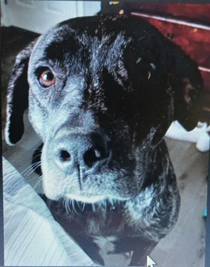 An adult medium-sized female Cane Corso dog named Mocha for adoption in West Memphis, AR
