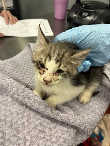 A baby small-sized male Domestic Medium Hair cat named Ocean for adoption in San Martin, CA