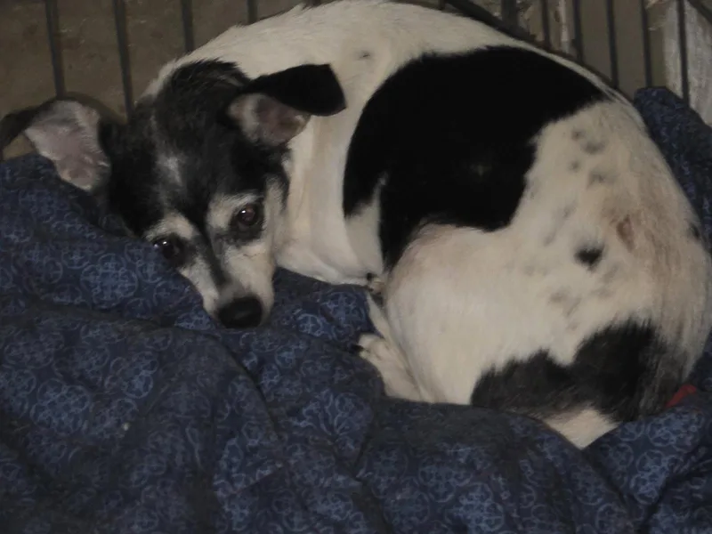 A senior medium-sized female Chihuahua dog named Matilda for adoption in Forest, VA