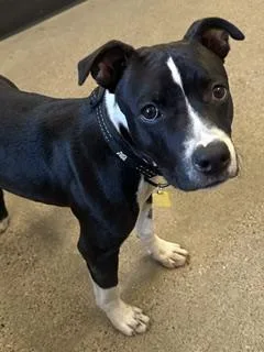 A baby medium-sized male Black Pit Bull Terrier dog named Arlo for adoption in Cleveland, OH