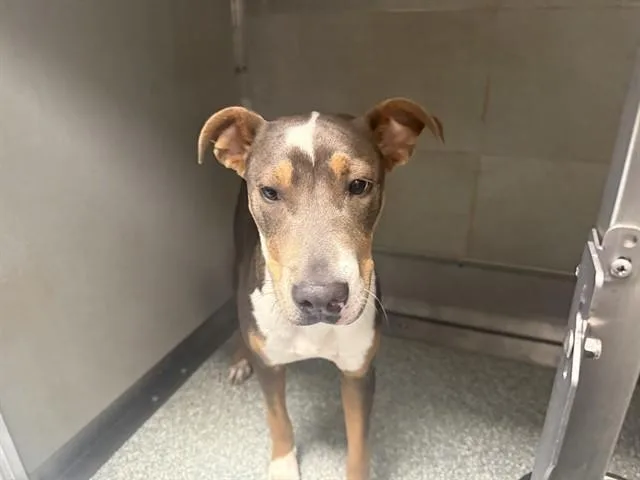 A young medium-sized male Pit Bull Terrier dog named Spain for adoption in Garland, TX