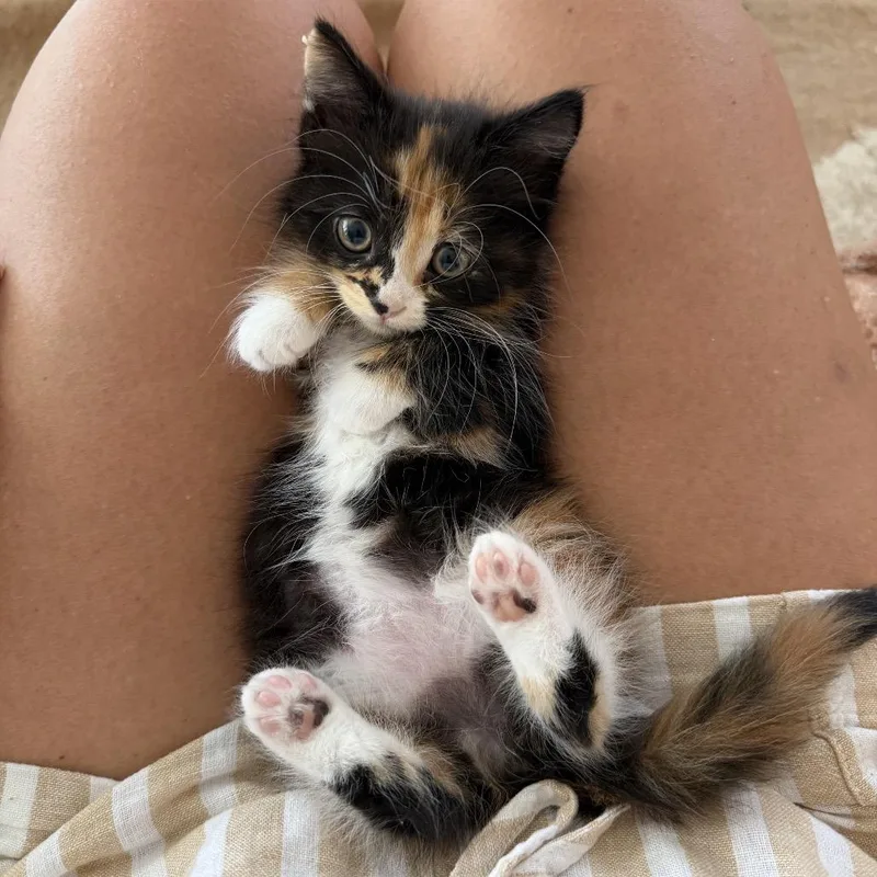 A baby small-sized female Calico Domestic Long Hair cat named Cowboy for adoption in Long Beach, CA