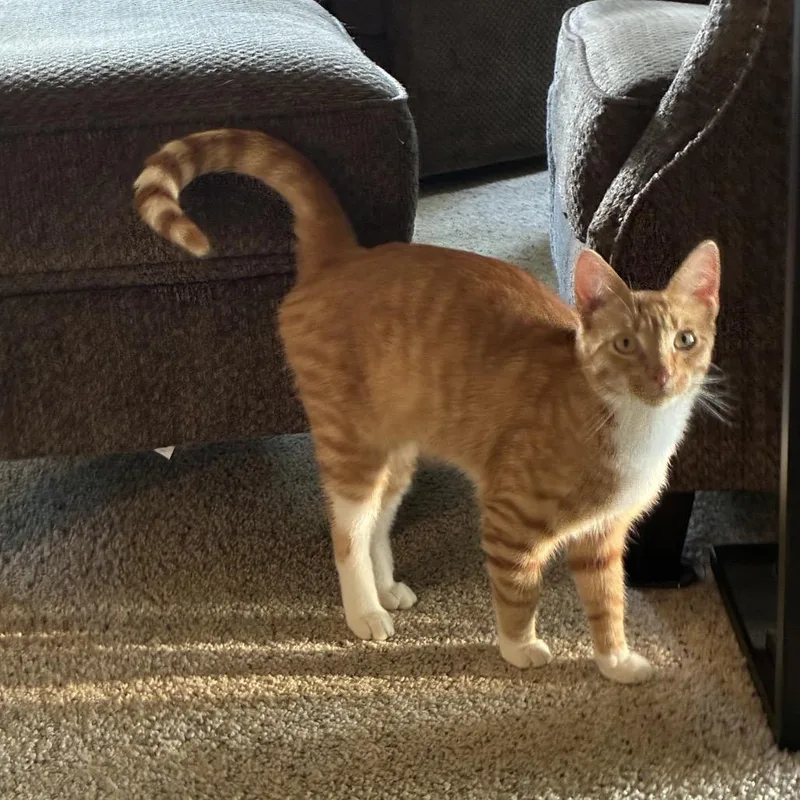 A young small-sized male Orange / Red Domestic Short Hair cat named Marmalade for adoption in Rochester, MN