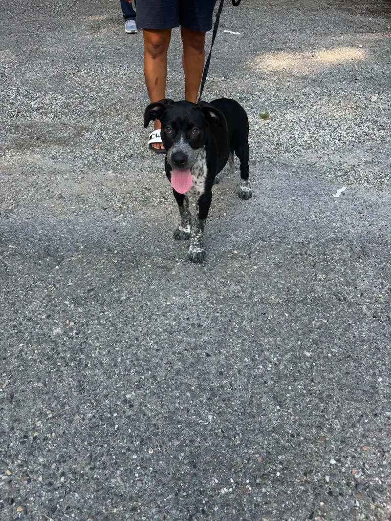 A young medium-sized female Black English Pointer dog named Dottie puppy for adoption in Ossining, NY