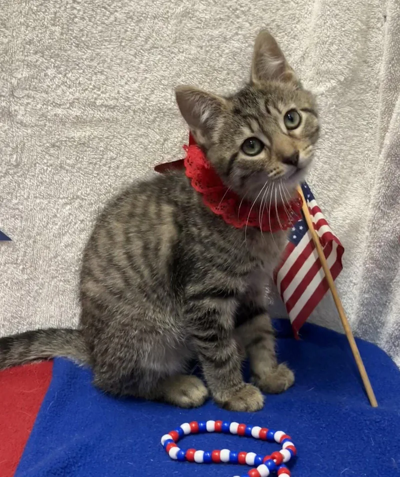 A baby medium-sized male Domestic Short Hair cat named Call for adoption in Dublin, OH