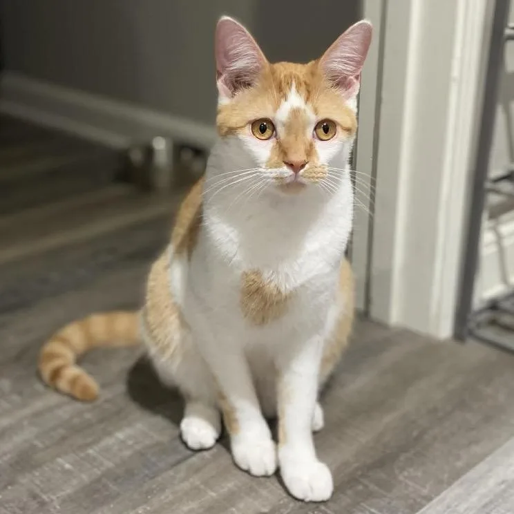 A young medium-sized male Orange / Red Domestic Medium Hair cat named Kapkan for adoption in Chillicothe, IL