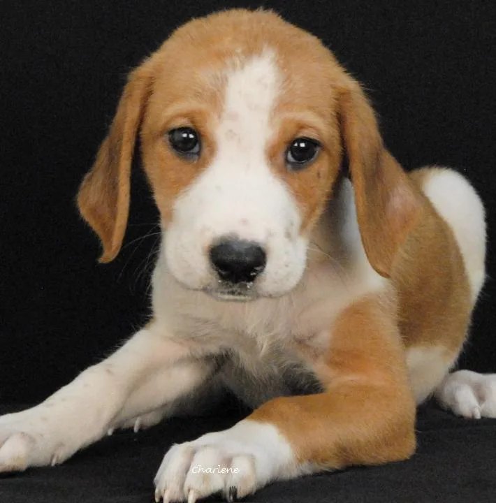 A baby medium-sized male Yellow / Tan / Blond / Fawn Hound dog named Magnus for adoption in Newland, NC