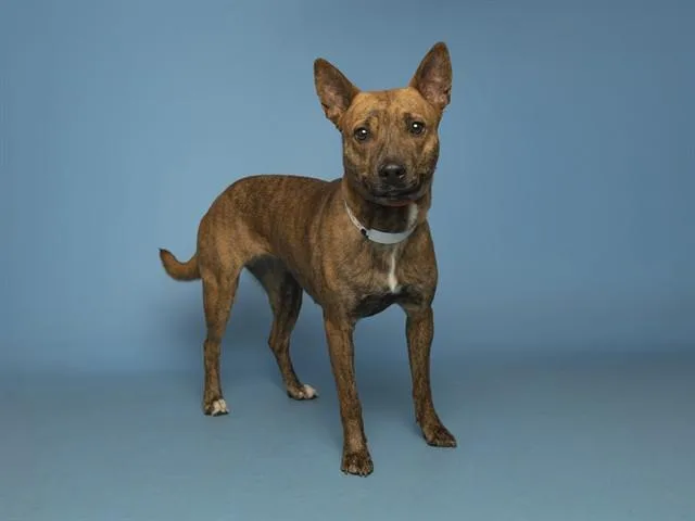 A young medium-sized female Pit Bull Terrier dog named Chai for adoption in Phoenix, AZ