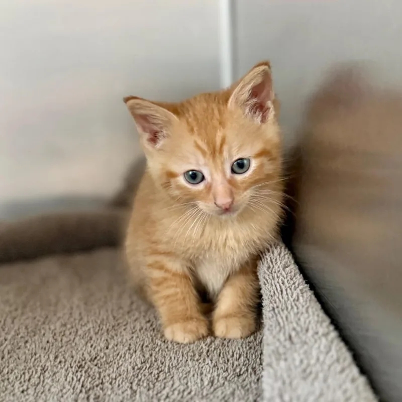 A baby small-sized male Orange / Red Domestic Short Hair cat named Armand for adoption in Council Bluffs, IA