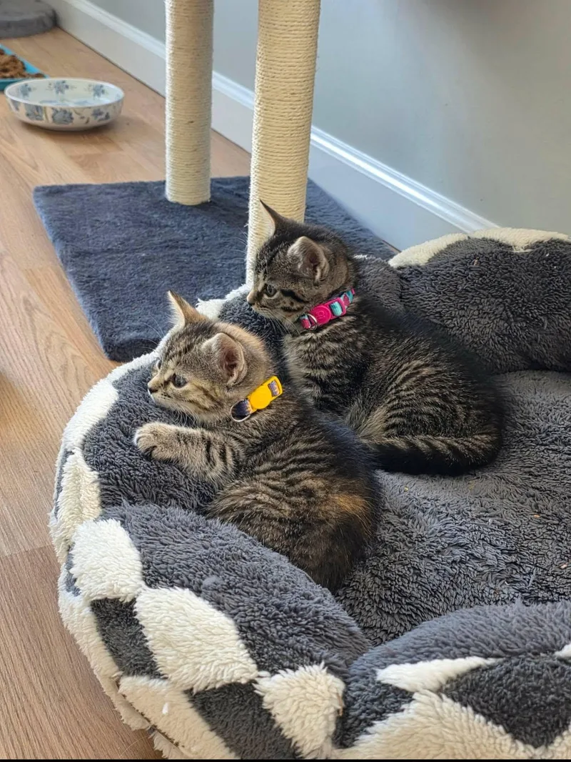 A baby small-sized female Domestic Short Hair cat named Ruby for adoption in Enfield, CT