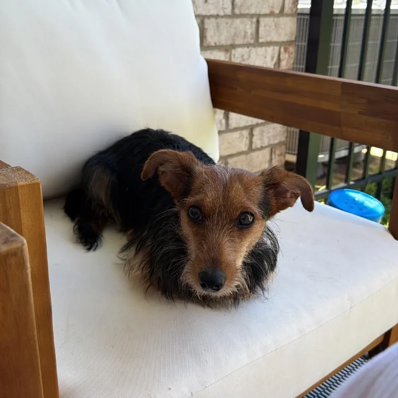 A young small-sized female Black Yorkshire Terrier dog named Lucy for adoption in Louisville, KY