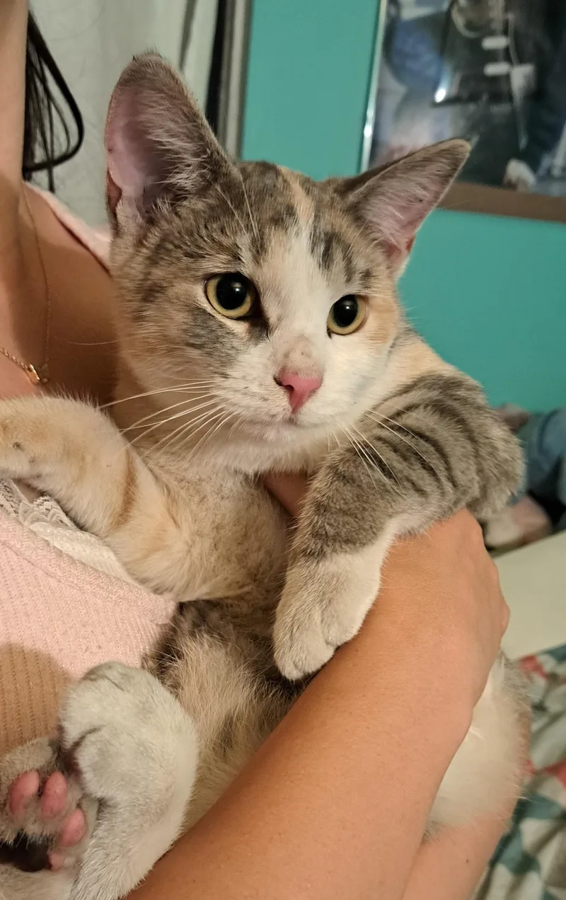 Petunia Purrs A Lot thumbnail 2