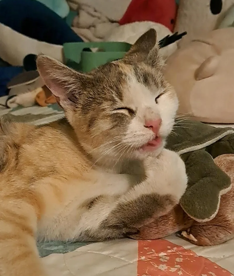 Petunia Purrs A Lot thumbnail 4