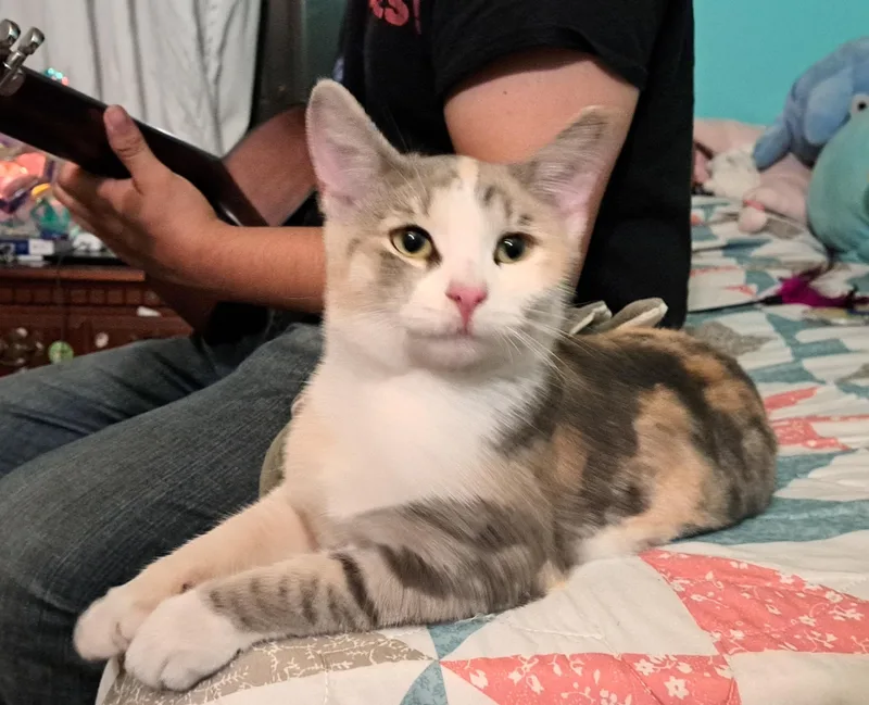 Petunia Purrs A Lot thumbnail 5