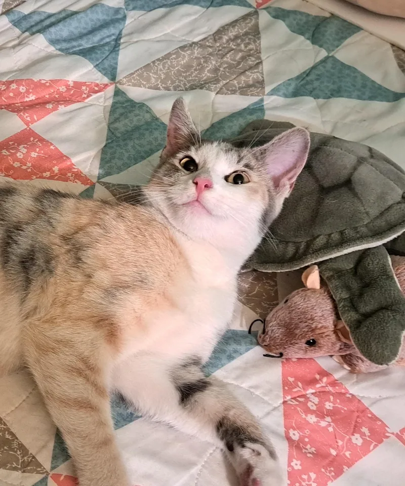 Petunia Purrs A Lot thumbnail 6