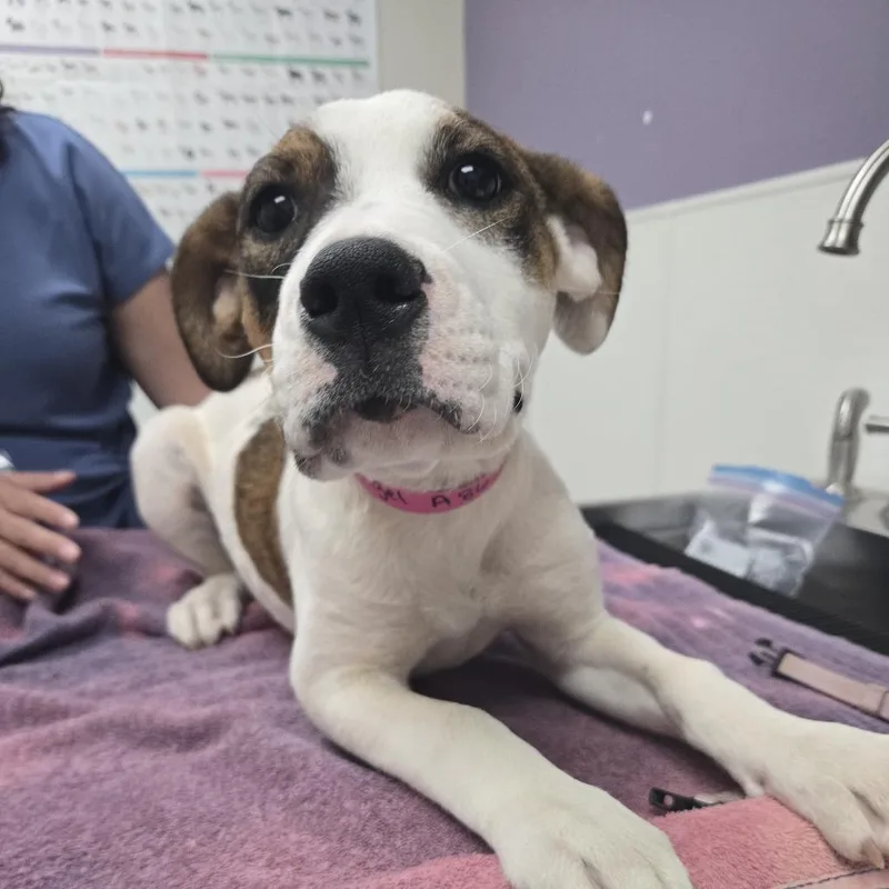 A baby small-sized female White / Cream American Staffordshire Terrier dog named Angel for adoption in Albuquerque, NM