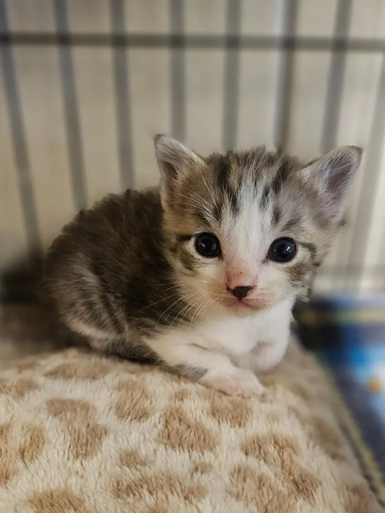A baby medium-sized male Domestic Short Hair cat named Bandit for adoption in Johnson City, TN