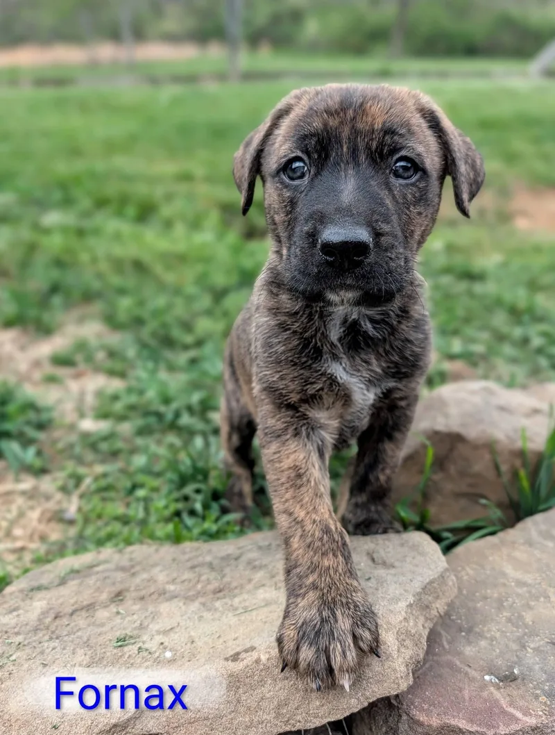 A baby medium-sized male German Shepherd Dog dog named Fornax for adoption in Sparta, NJ