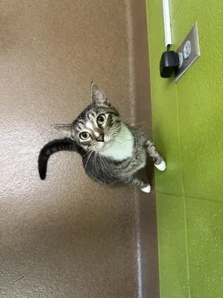 An adult medium-sized male Buff / Tan / Fawn Domestic Short Hair cat named Ghost for adoption in Wichita, KS