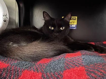An adult small-sized female Domestic Medium Hair cat named Salem for adoption in Shawano, WI